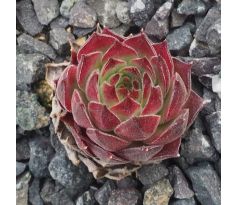 Sempervivum BELTRAN