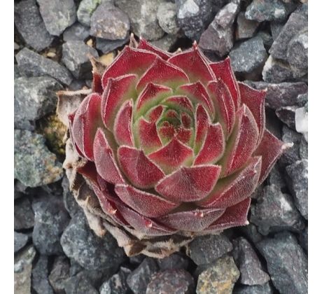 Sempervivum BELTRAN