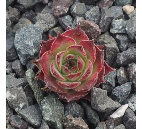 Sempervivum BETRISON