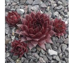 Sempervivum BETTI BELINDA