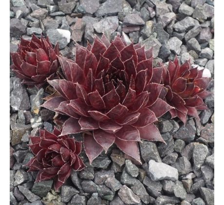 Sempervivum BETTI BELINDA