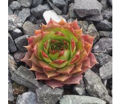 Sempervivum BIG MAMA