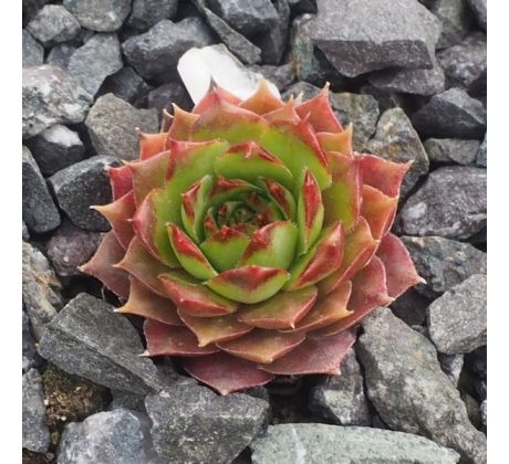 Sempervivum BIG MAMA