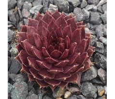 Sempervivum MARX