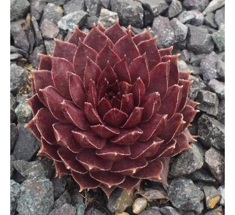 Sempervivum MARX