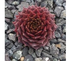 Sempervivum BLACK EMERALD