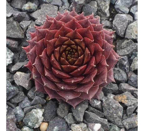 Sempervivum BLACK EMERALD