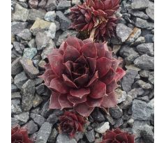 Sempervivum BLACK PANTHER