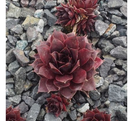 Sempervivum BLACK PANTHER