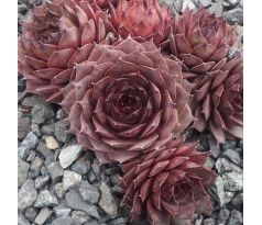 Sempervivum BLAUGRUN