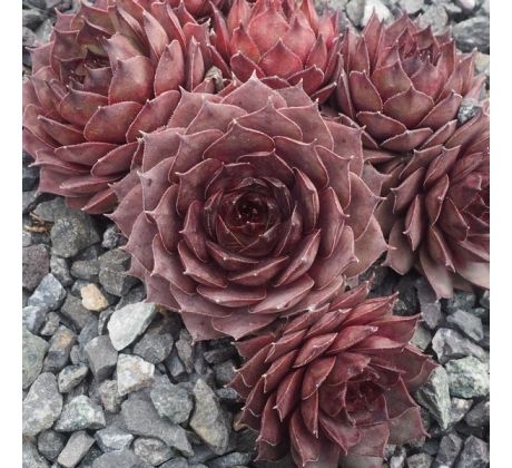 Sempervivum BLAUGRUN