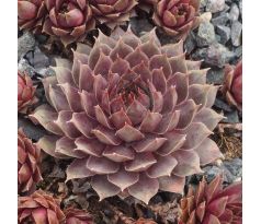 Sempervivum BLUE LADY