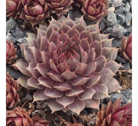 Sempervivum BLUE LADY