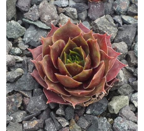 Sempervivum HODI`S ABENDSTERN