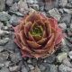 Sempervivum HODI`S ABENDSTERN