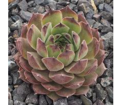 Sempervivum HUSMANNYI