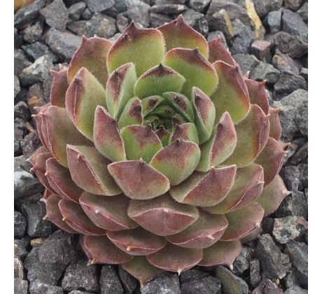 Sempervivum HUSMANNYI