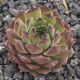 Sempervivum HUSMANNYI