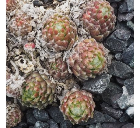 Sempervivum ICEBERG