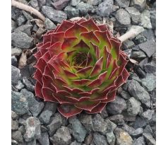 Sempervivum IDILIA