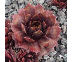 Sempervivum INNOCENTIA