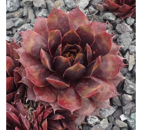 Sempervivum INNOCENTIA