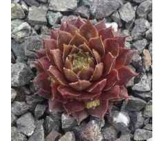 Sempervivum INTERLACE