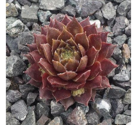 Sempervivum INTERLACE