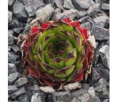 Sempervivum JADE