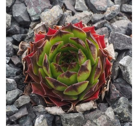 Sempervivum JADE