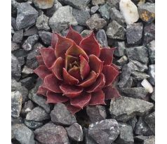 Sempervivum SPINNEL