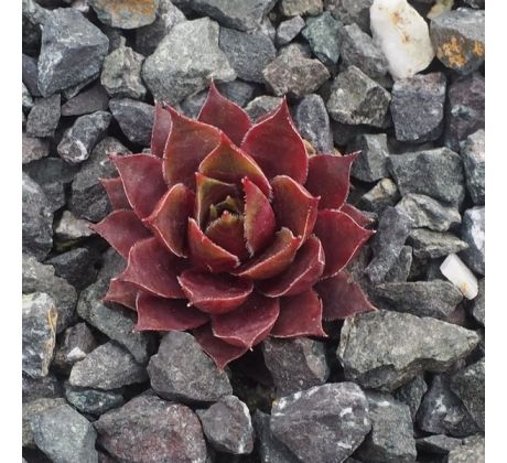 Sempervivum SPINNEL