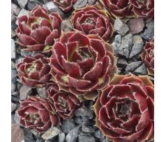 Sempervivum JAMILA