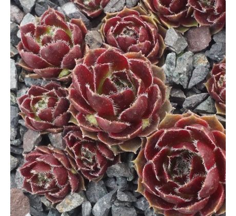 Sempervivum JAMILA