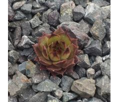 Sempervivum JAMMETA