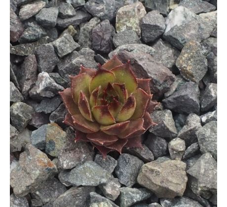 Sempervivum JAMMETA