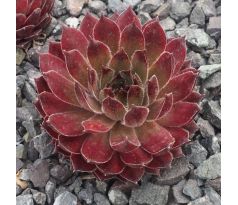 Sempervivum JANKO & IRENKA