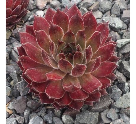 Sempervivum JANKO & IRENKA