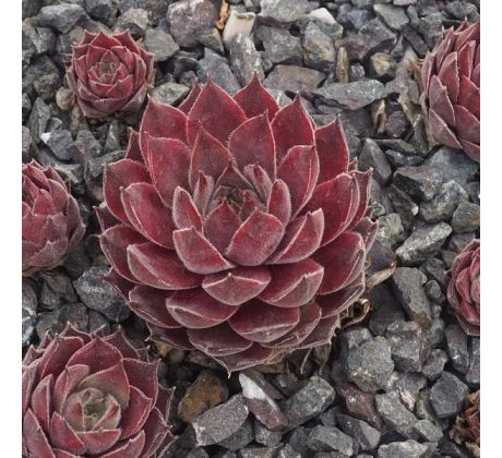 Sempervivum JEANETTE