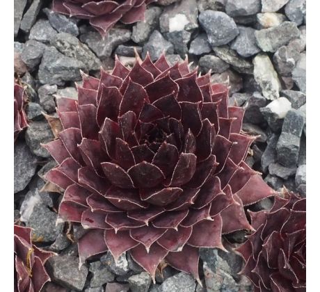 Sempervivum JERAMIA