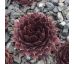 Sempervivum JERAMIA