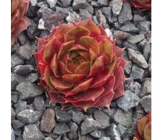 Sempervivum JESTER