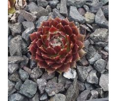 Sempervivum JUBILEE TRICOLOR