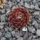 Sempervivum JUBILEE TRICOLOR