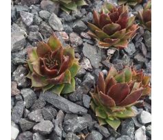 Sempervivum JULIA