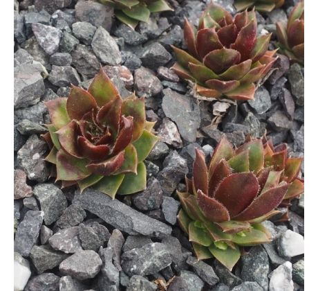 Sempervivum JULIA