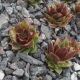 Sempervivum JULIA