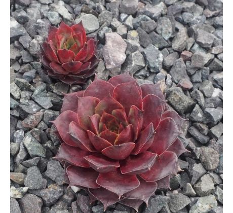 Sempervivum JUTTA