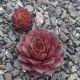 Sempervivum JUTTA