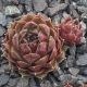 Sempervivum JUTUMHEIN